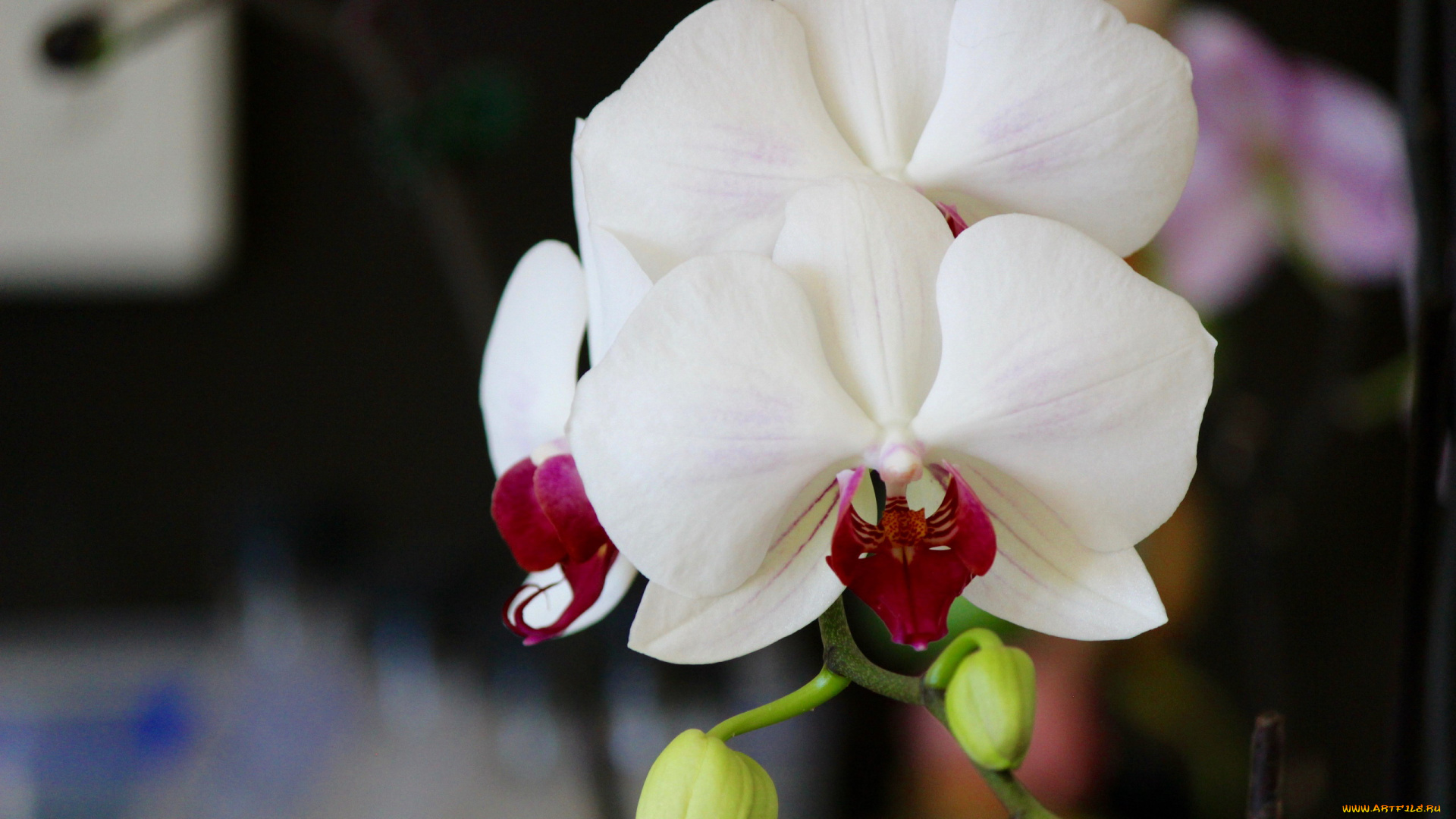 цветы, орхидеи, экзотика