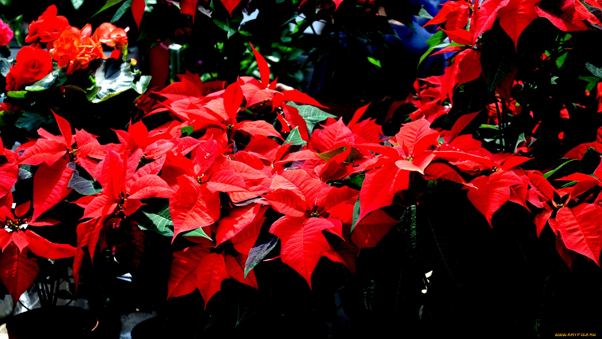 цветы, пуансеттия, алый