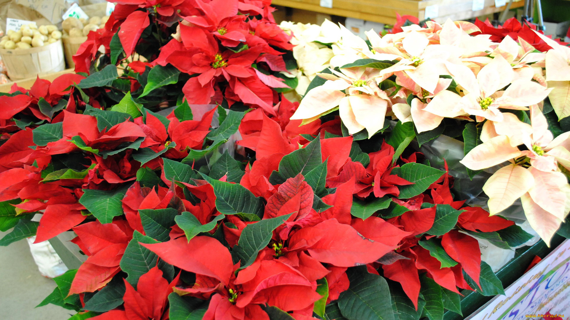 цветы, пуансеттия, звезда, рождественская