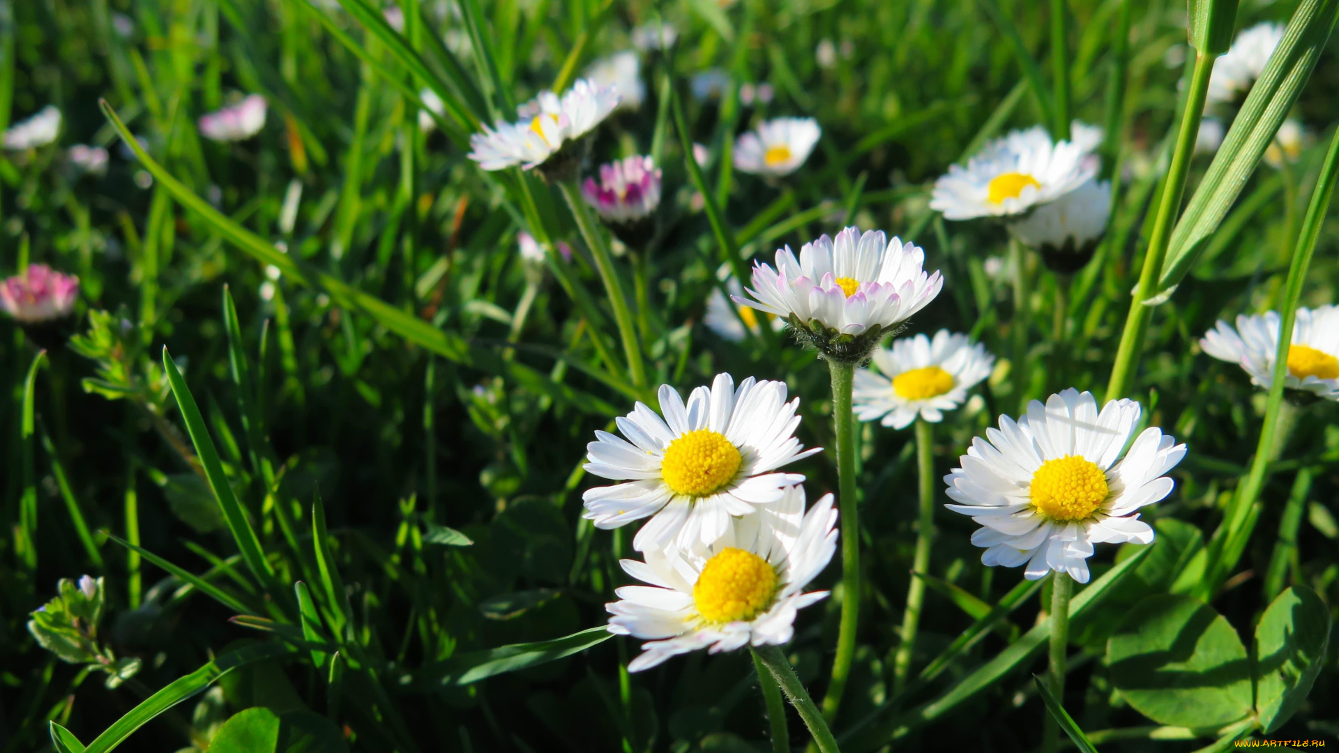 цветы, ромашки, луг, трава
