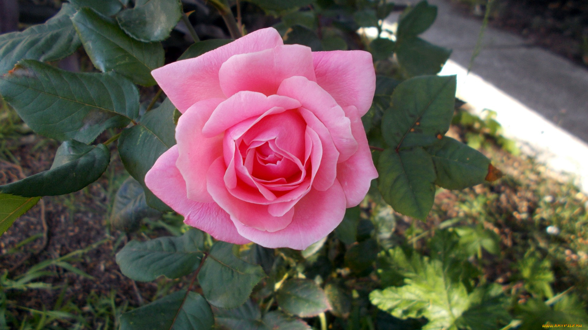 цветы, розы, розовый