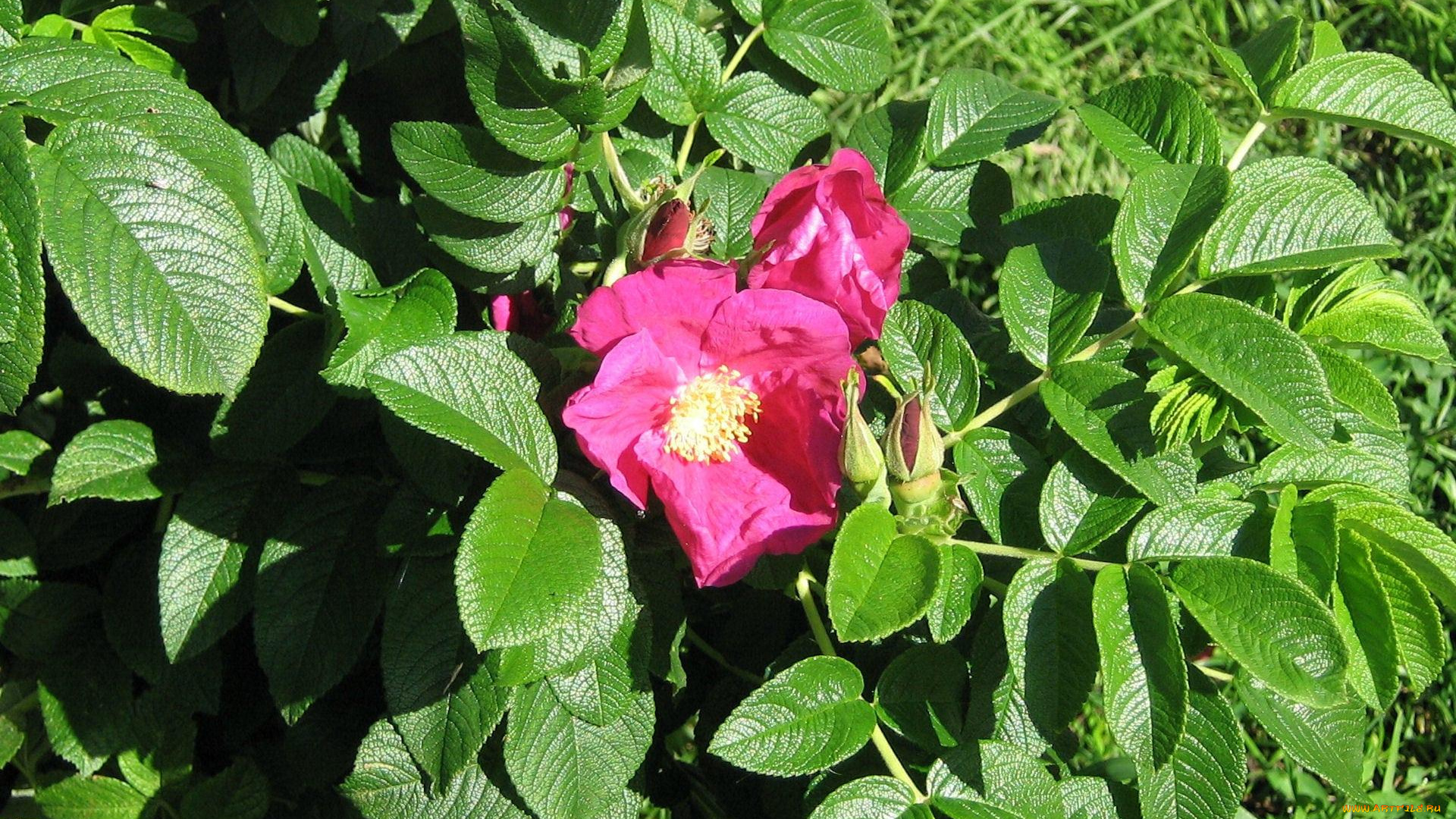 цветы, шиповник, цветок, куст