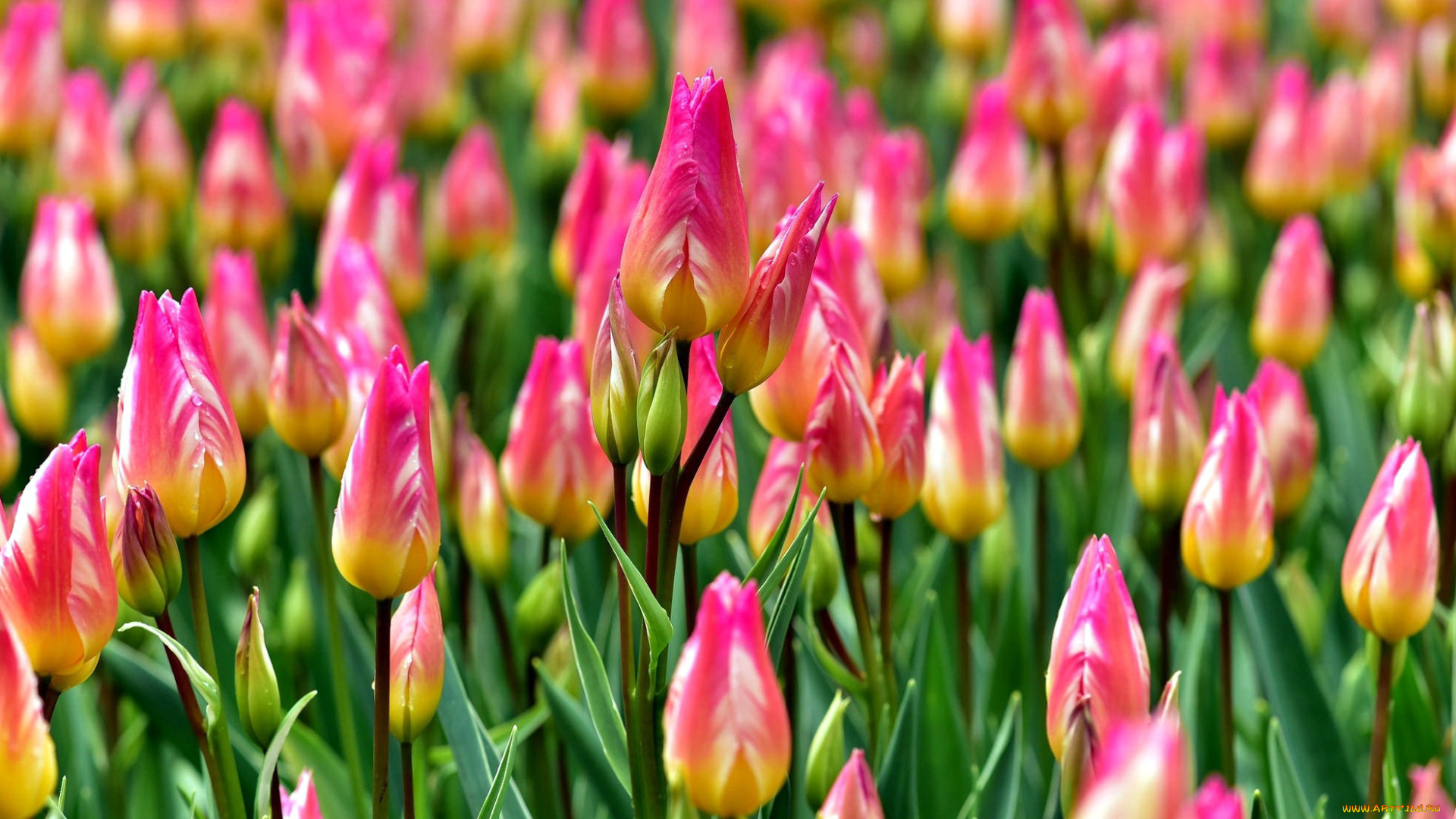 цветы, тюльпаны, бутоны