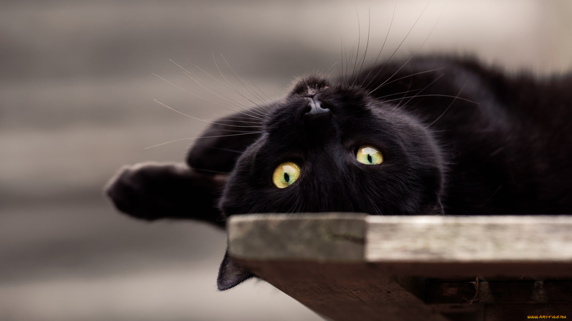 кот, животные, коты