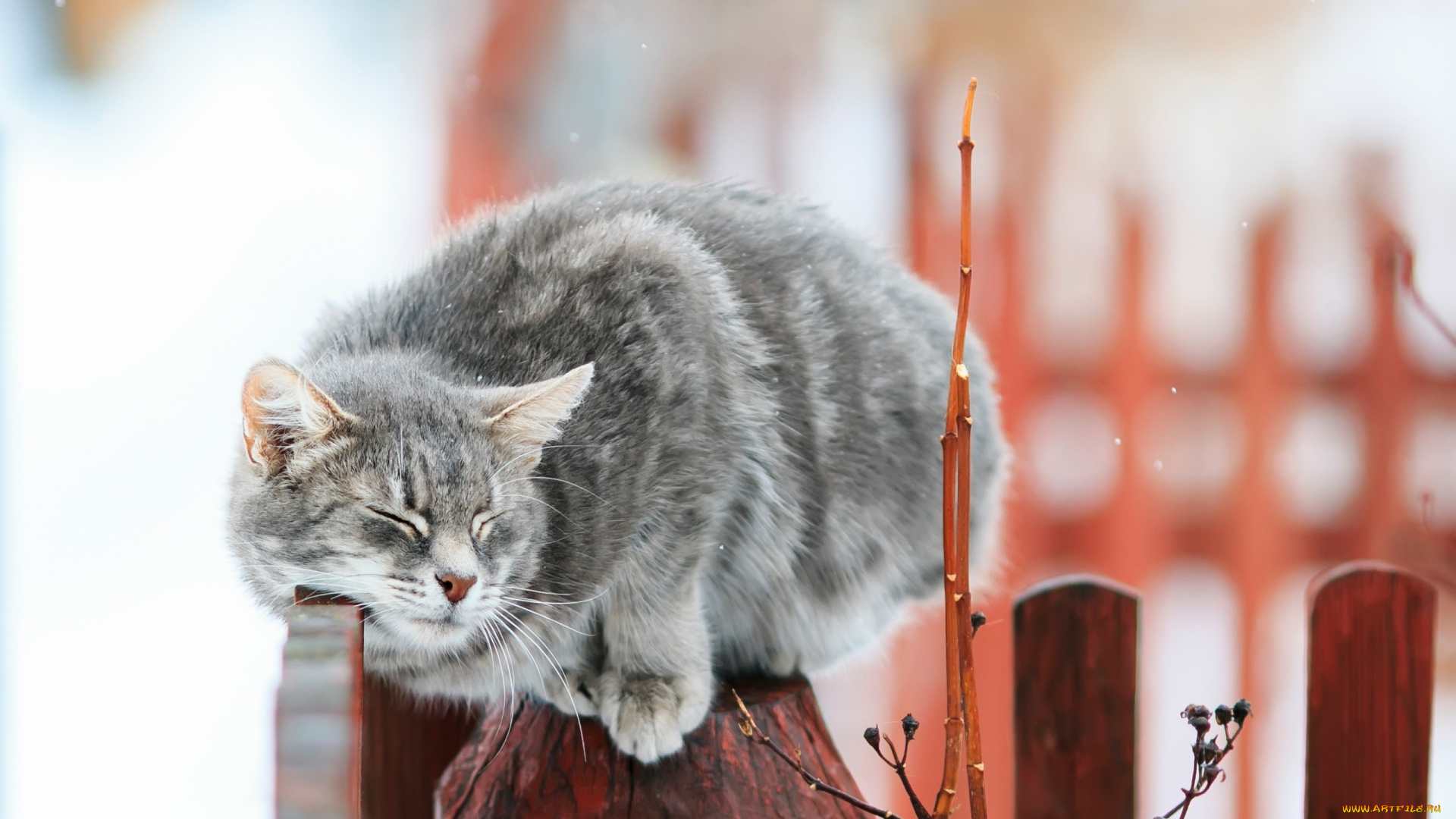 кот, животные, коты