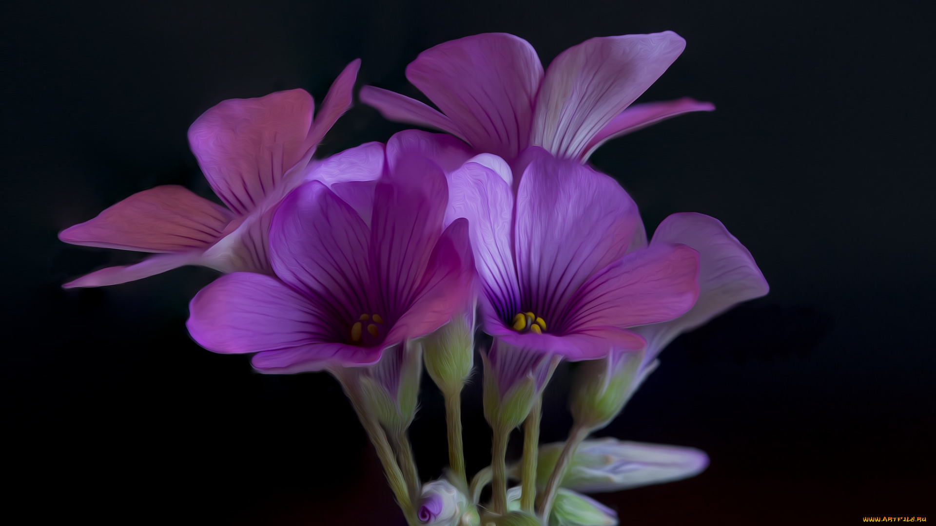 разное, компьютерный, дизайн, цветы, фон