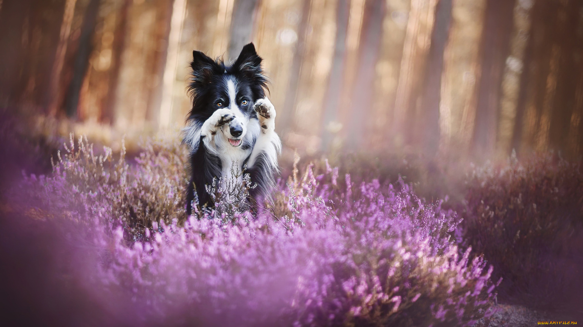 собака, животные, собаки