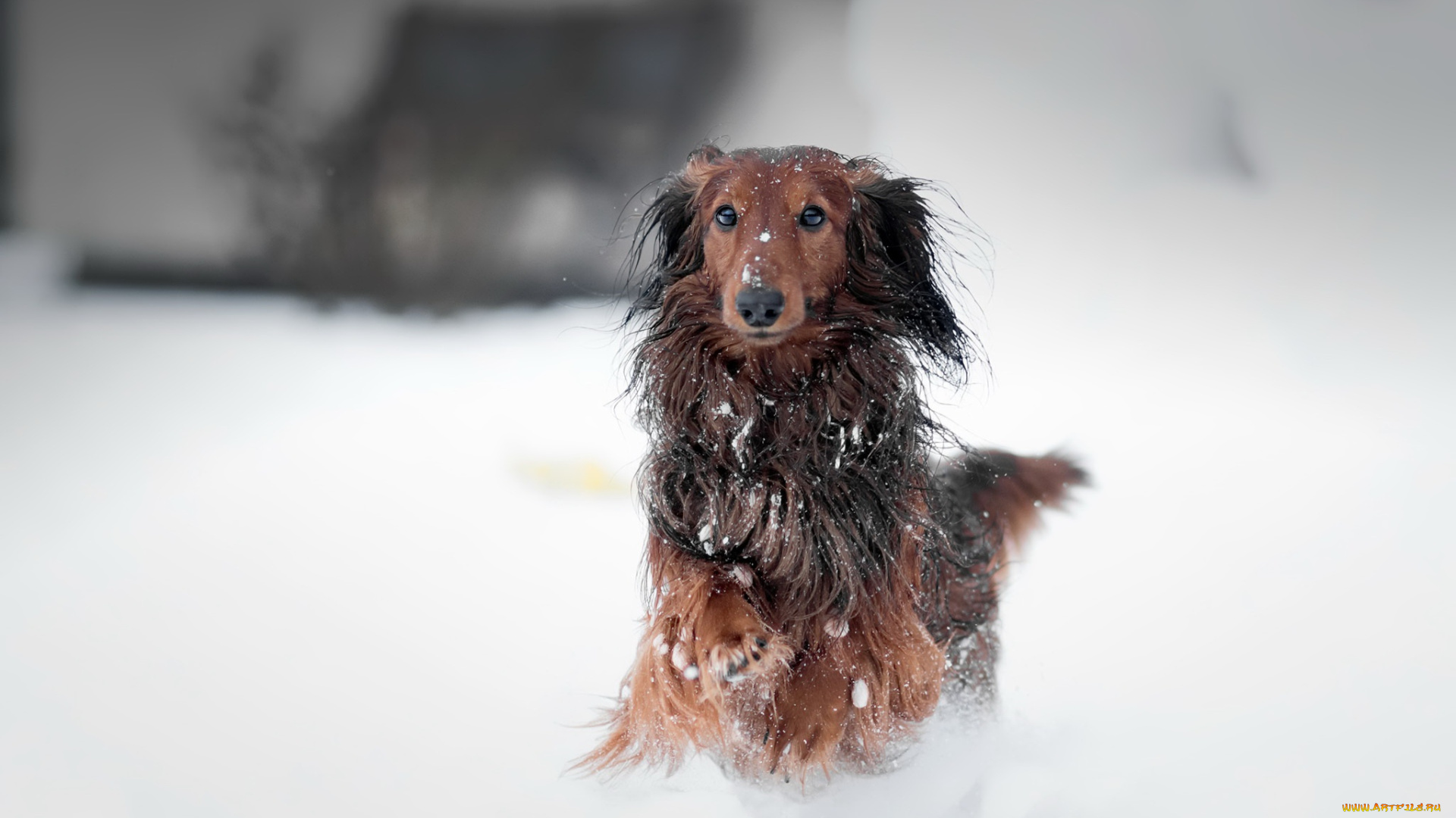 собака, животные, собаки