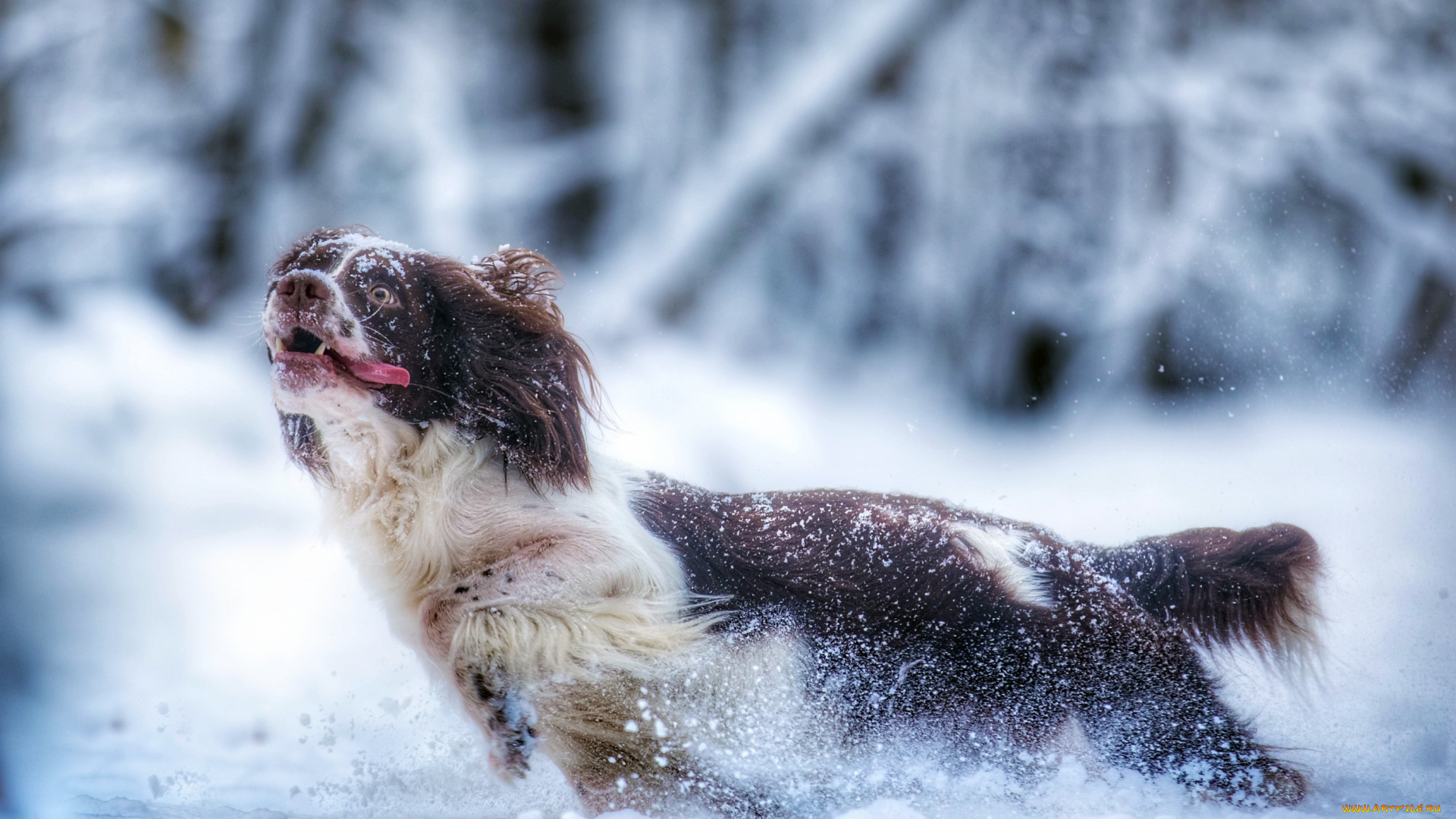 собака, животные, собаки