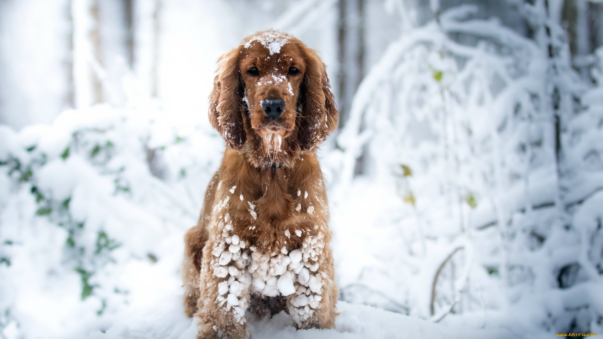 собака, животные, собаки