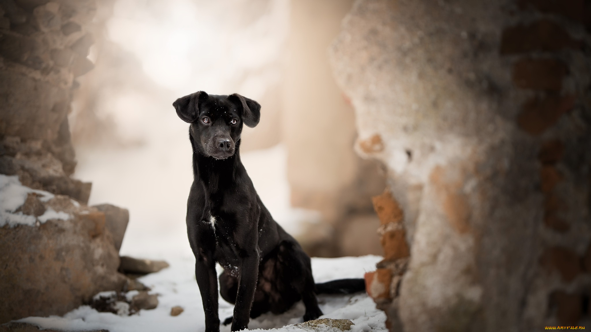 собака, животные, собаки