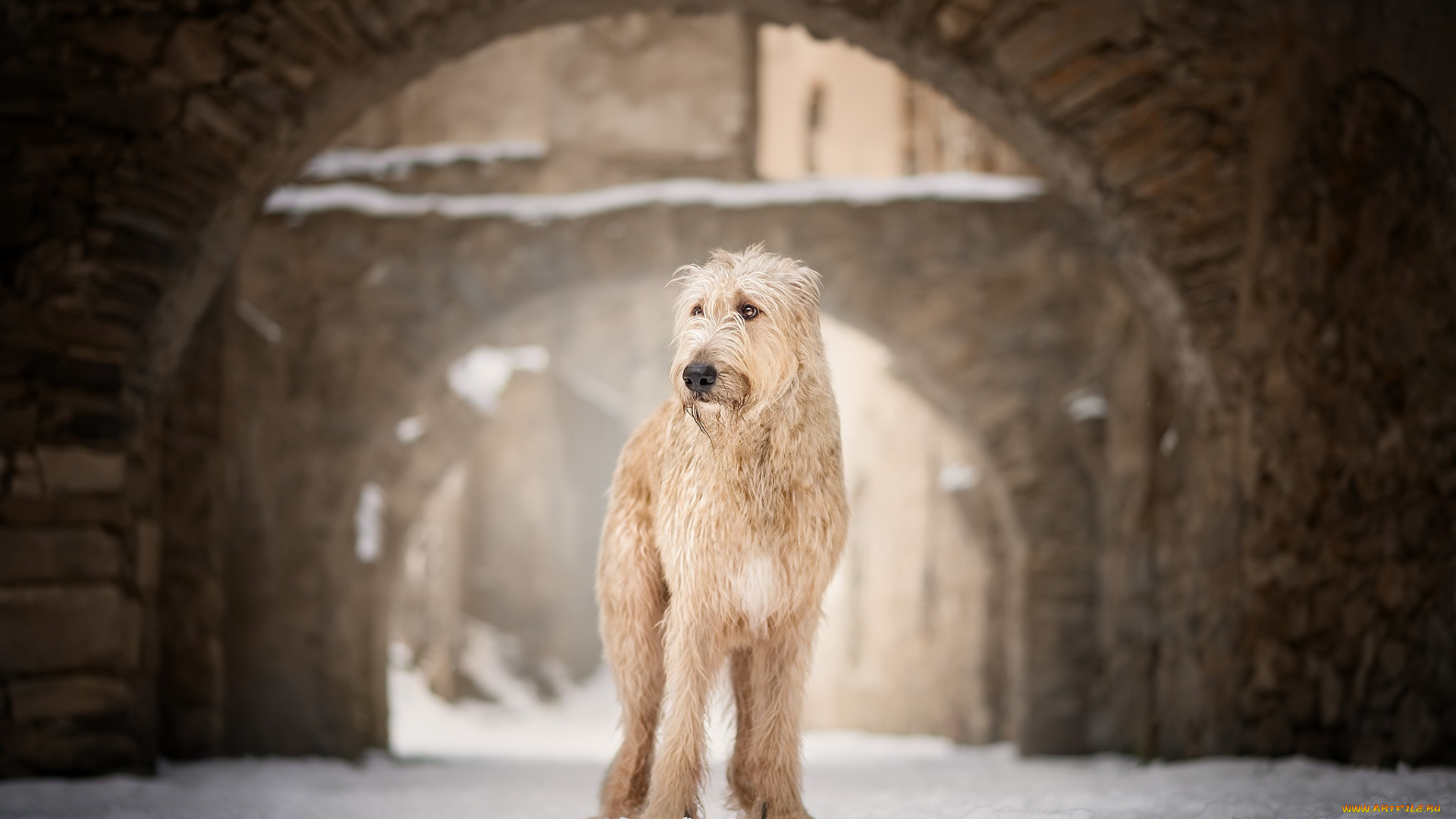 собака, животные, собаки