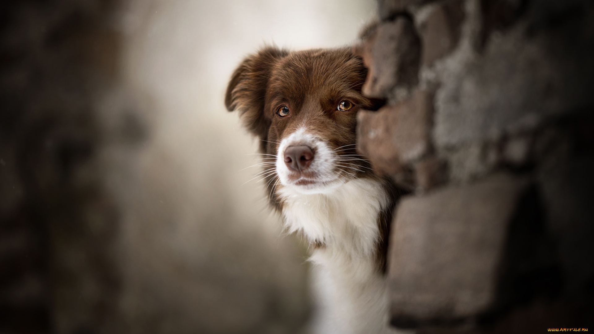 собака, животные, собаки