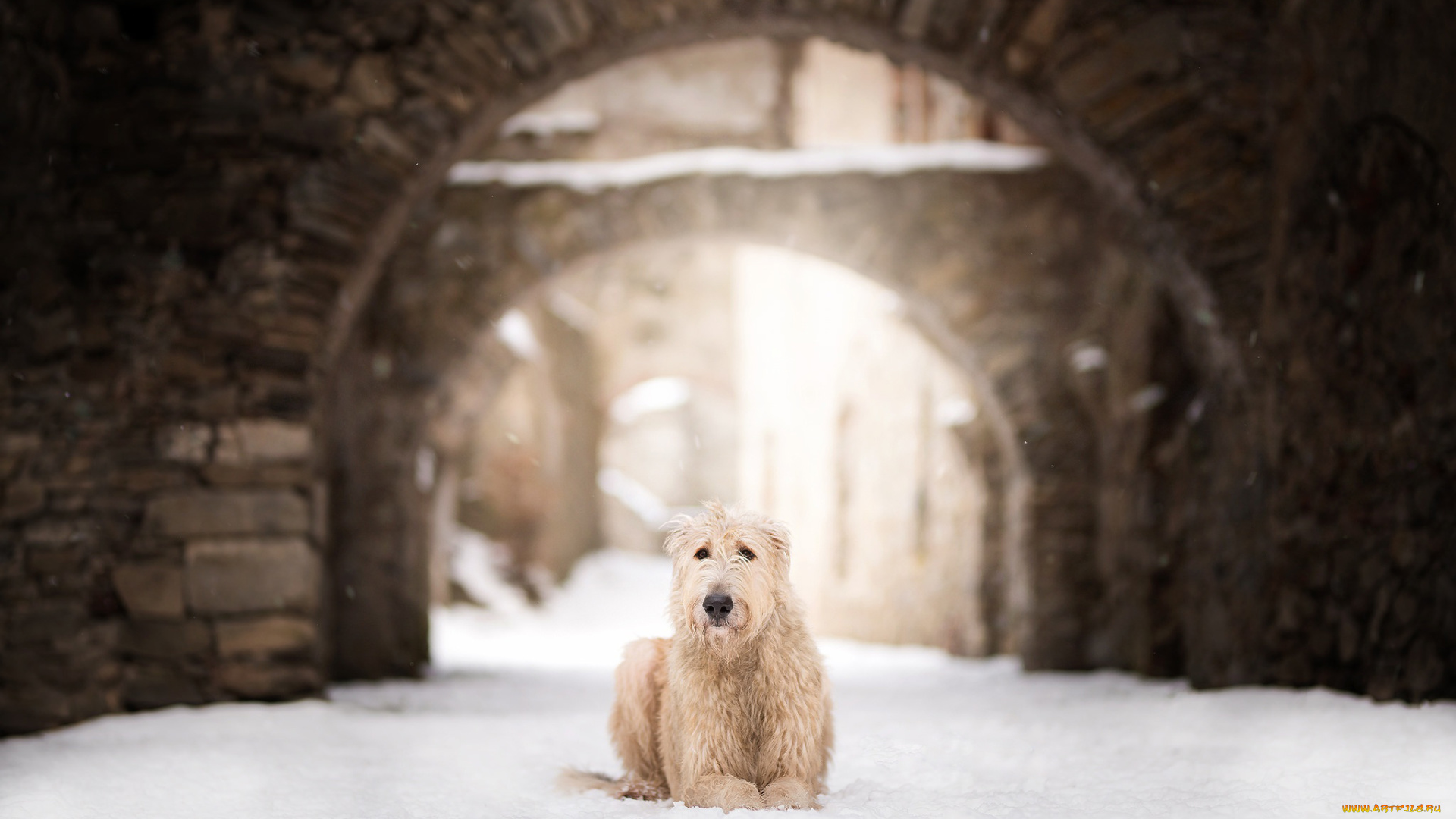 собака, животные, собаки