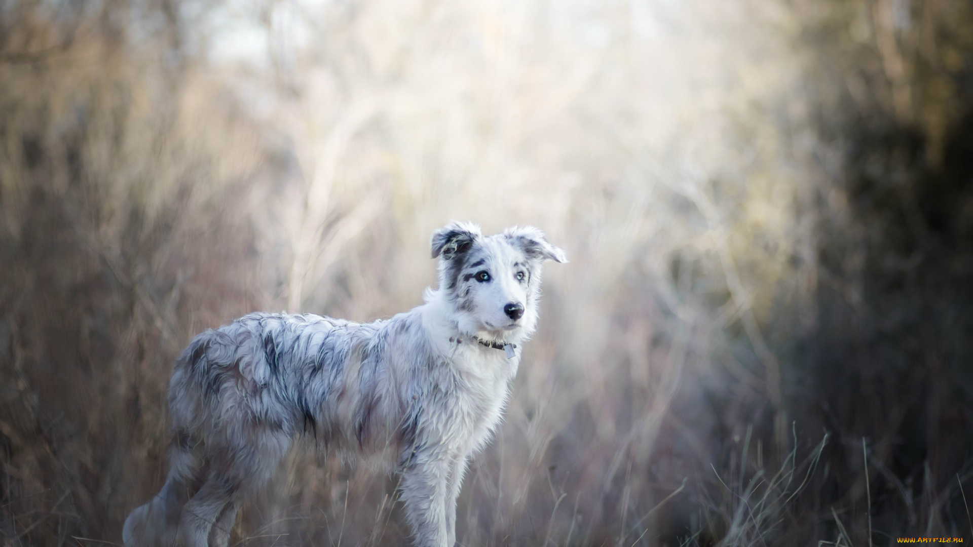 собака, животные, собаки