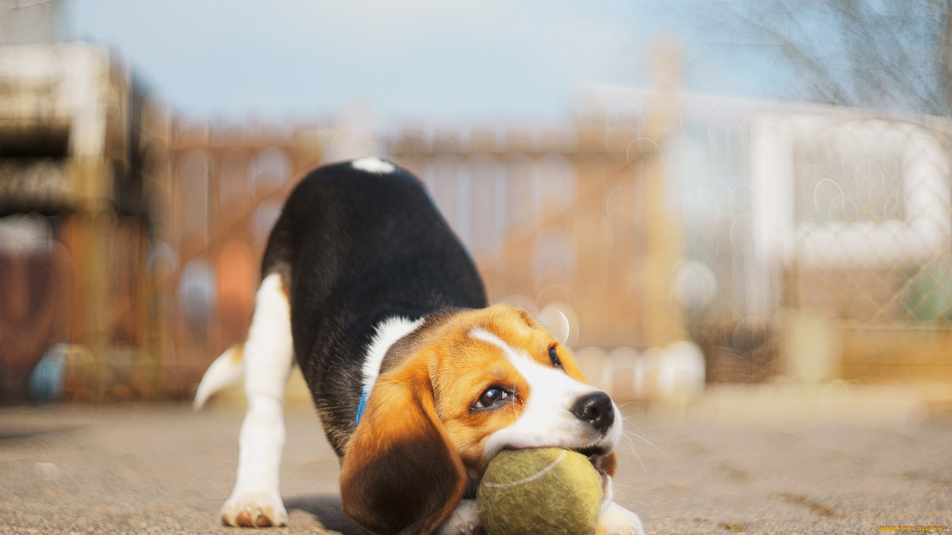 собака, животные, собаки