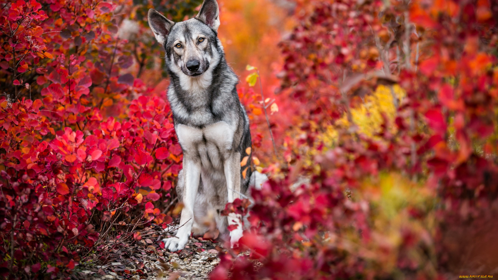 собака, животные, собаки