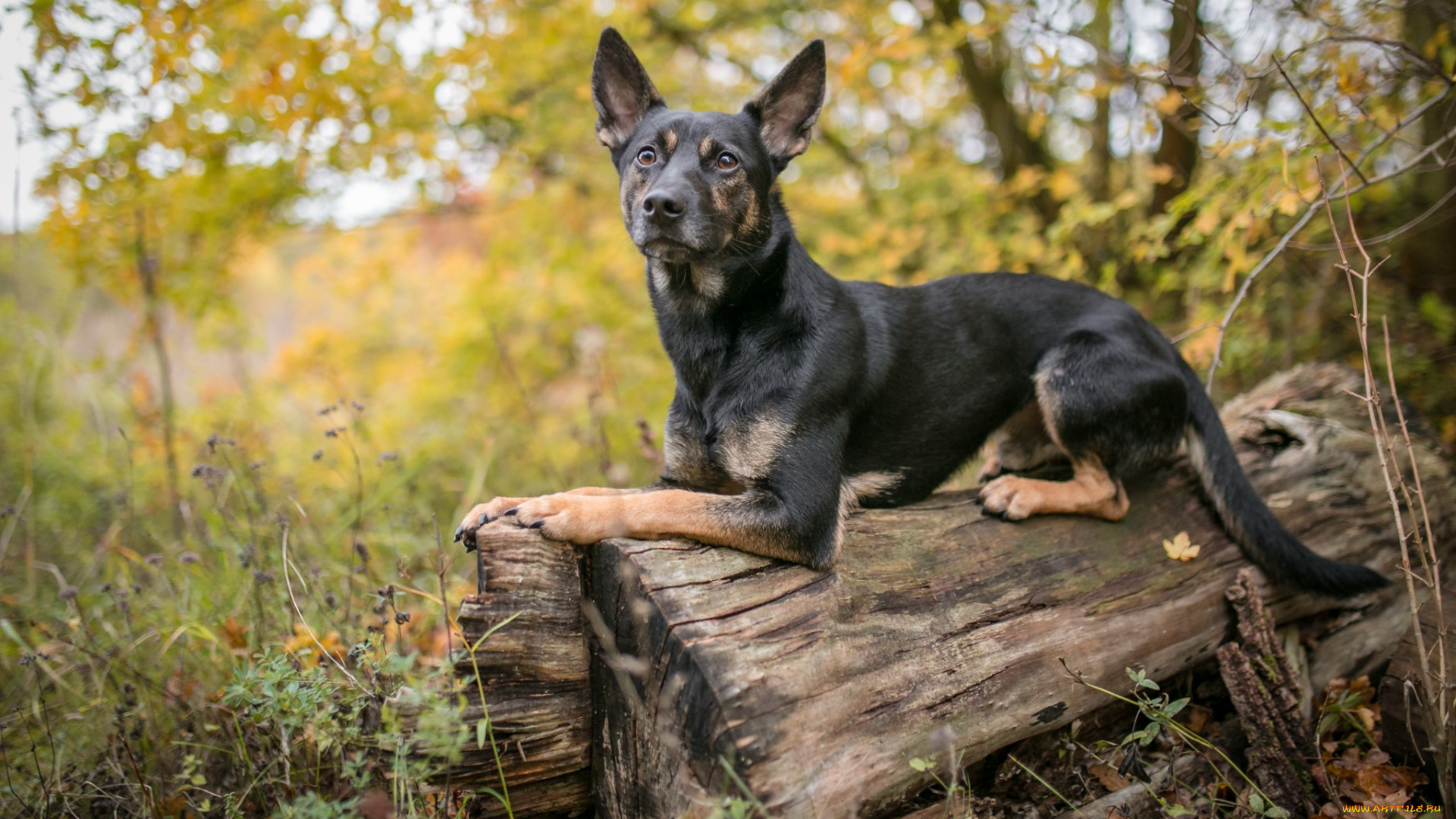 собака, животные, собаки