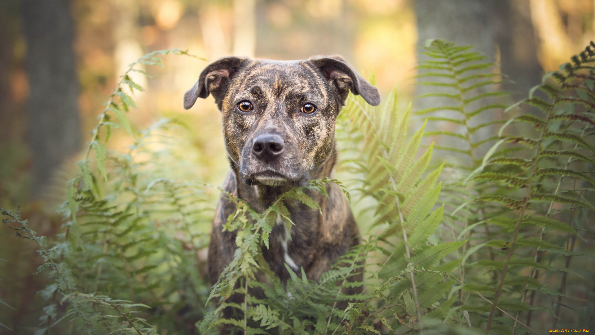 собака, животные, собаки