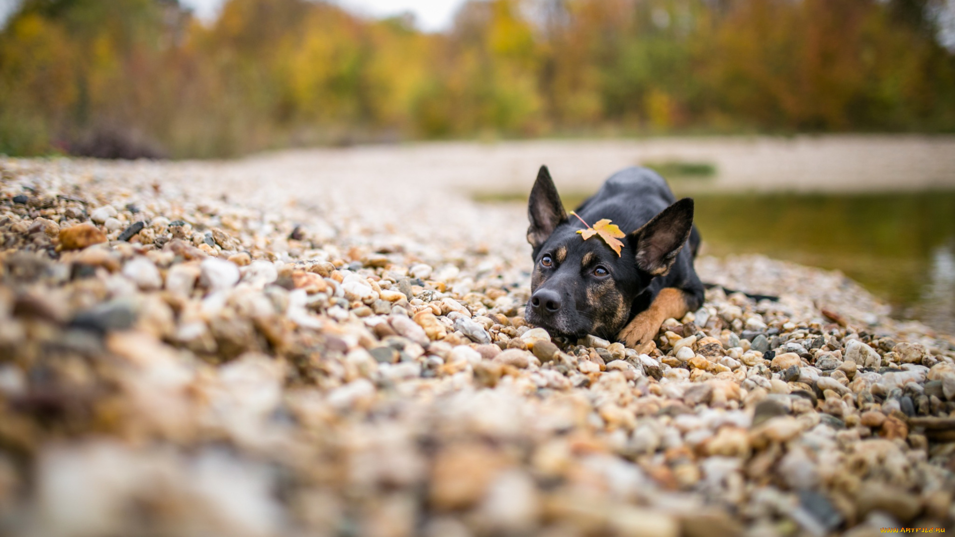 собака, животные, собаки