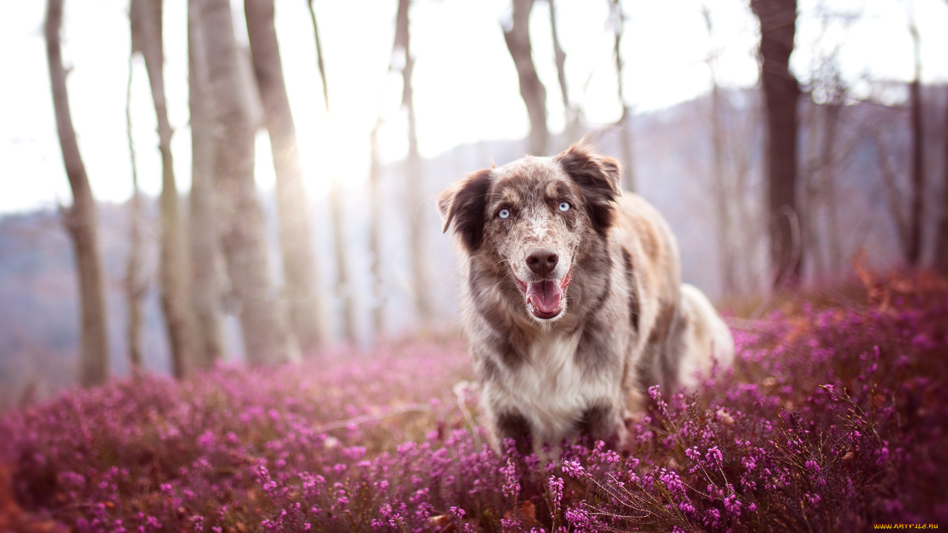 собака, животные, собаки