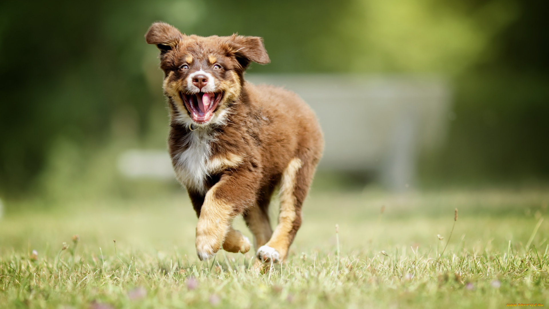 собака, животные, собаки