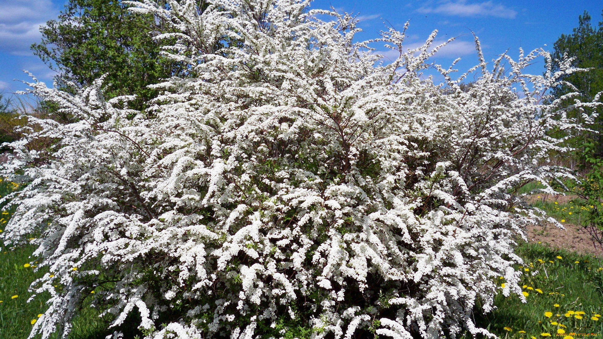 спирея, цветы, цветущие, деревья, , , кустарники