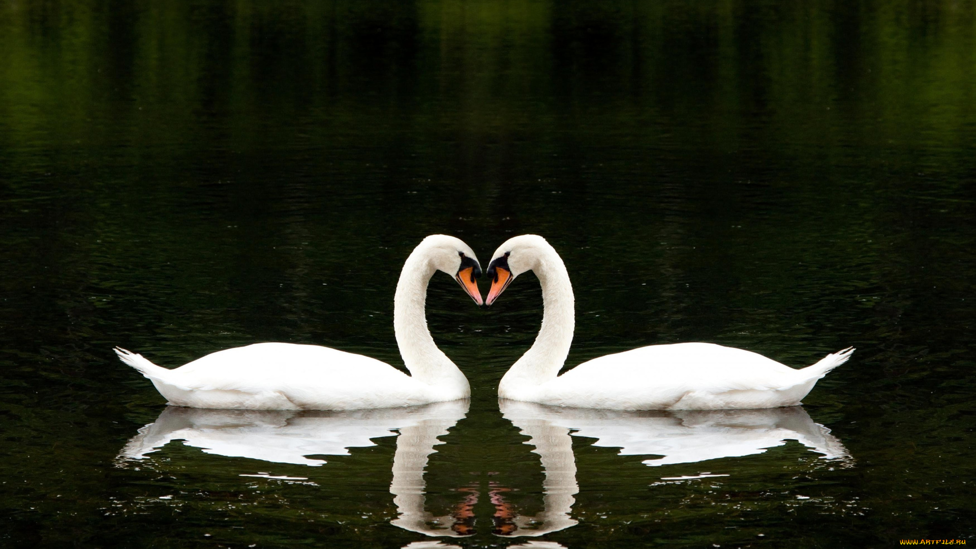 животные, лебеди, пара, белые, озеро