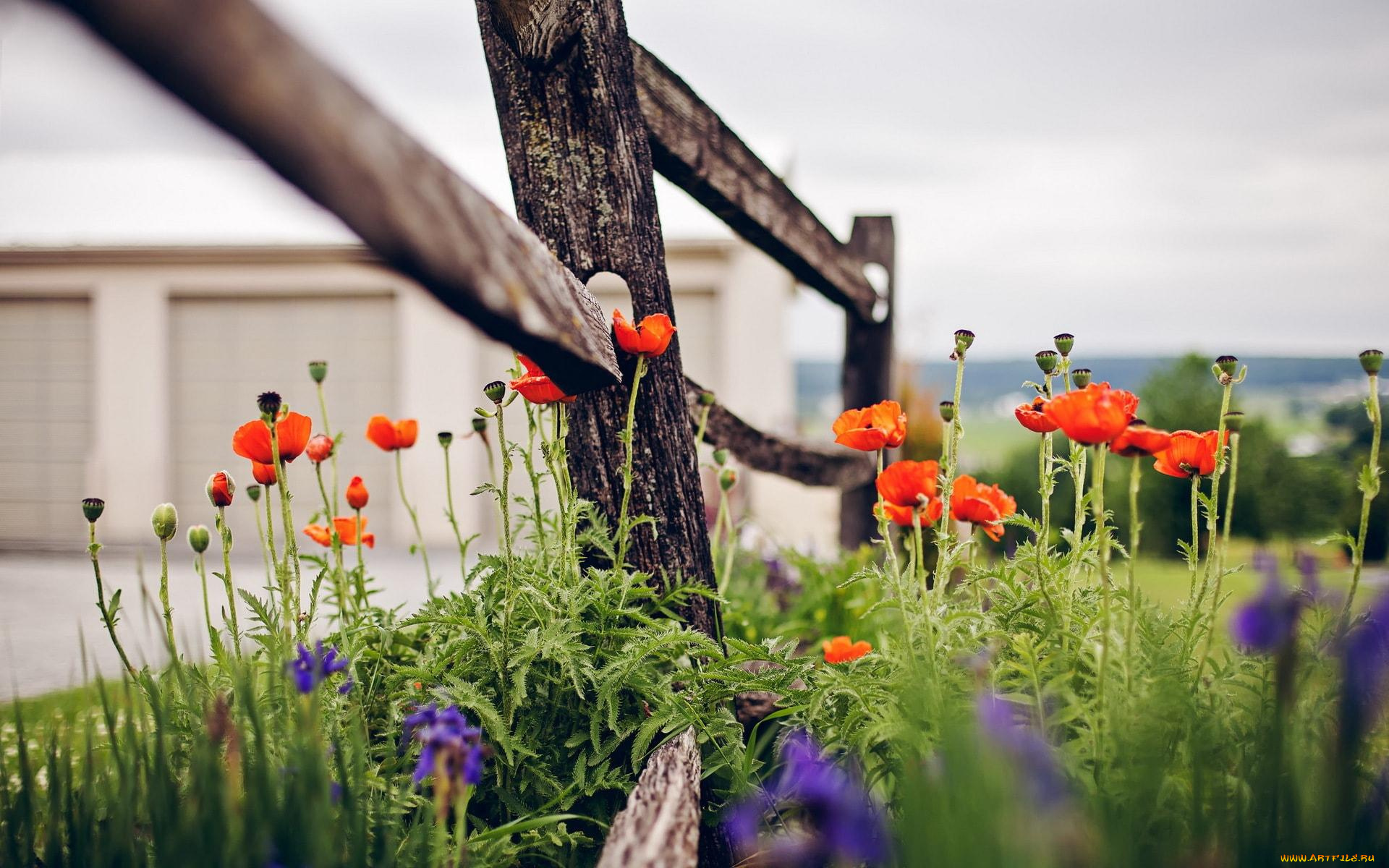 цветы, маки, изгородь, красные