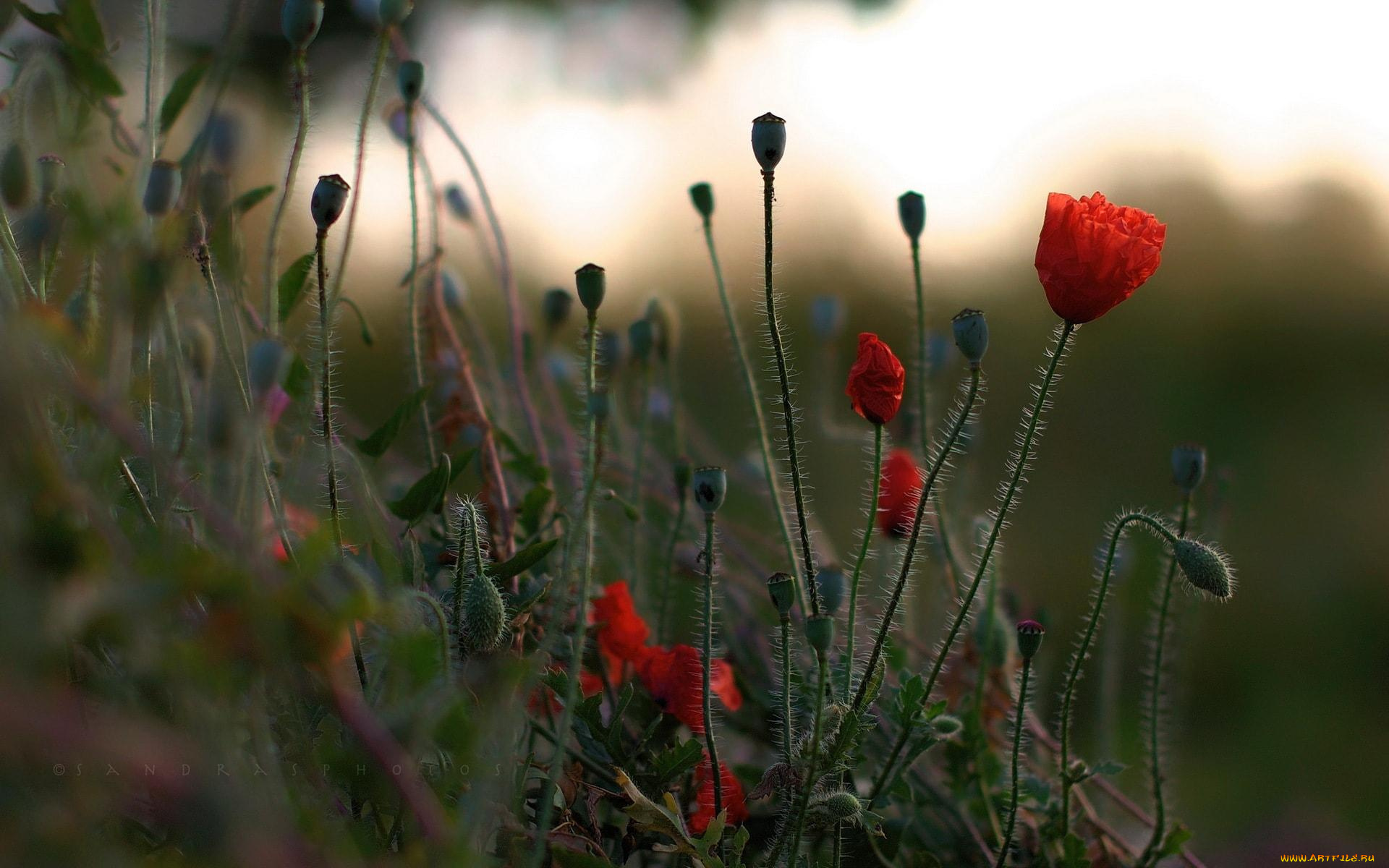 цветы, маки, красные, поле