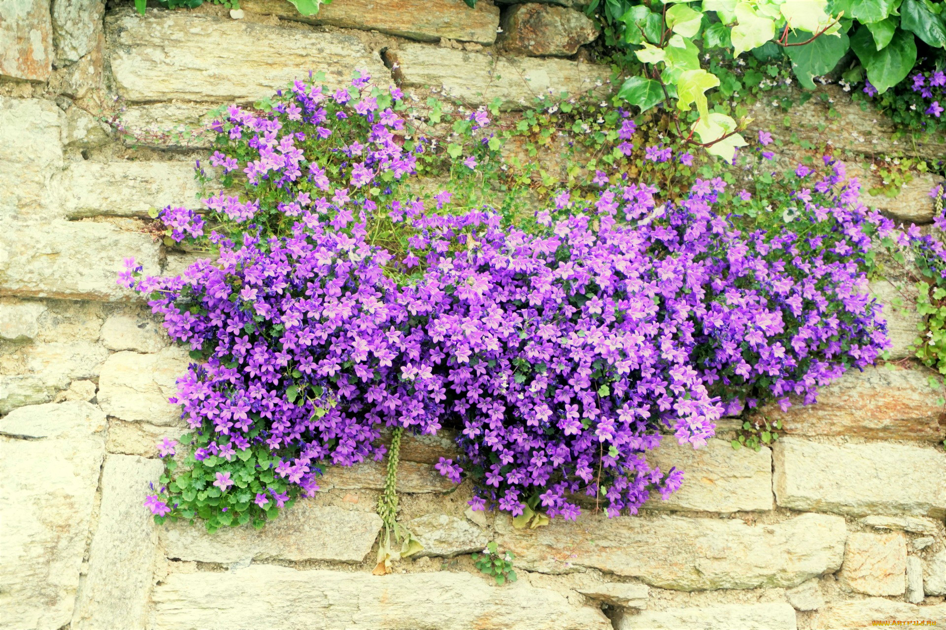 цветы, колокольчики, лиловый