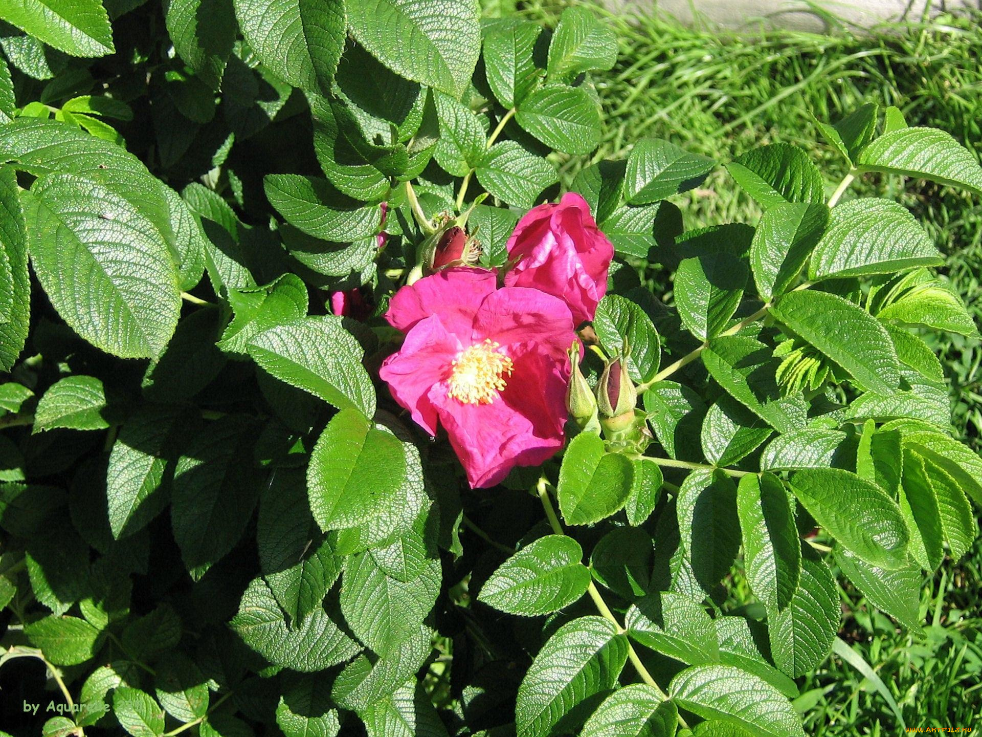 цветы, шиповник, цветок, куст