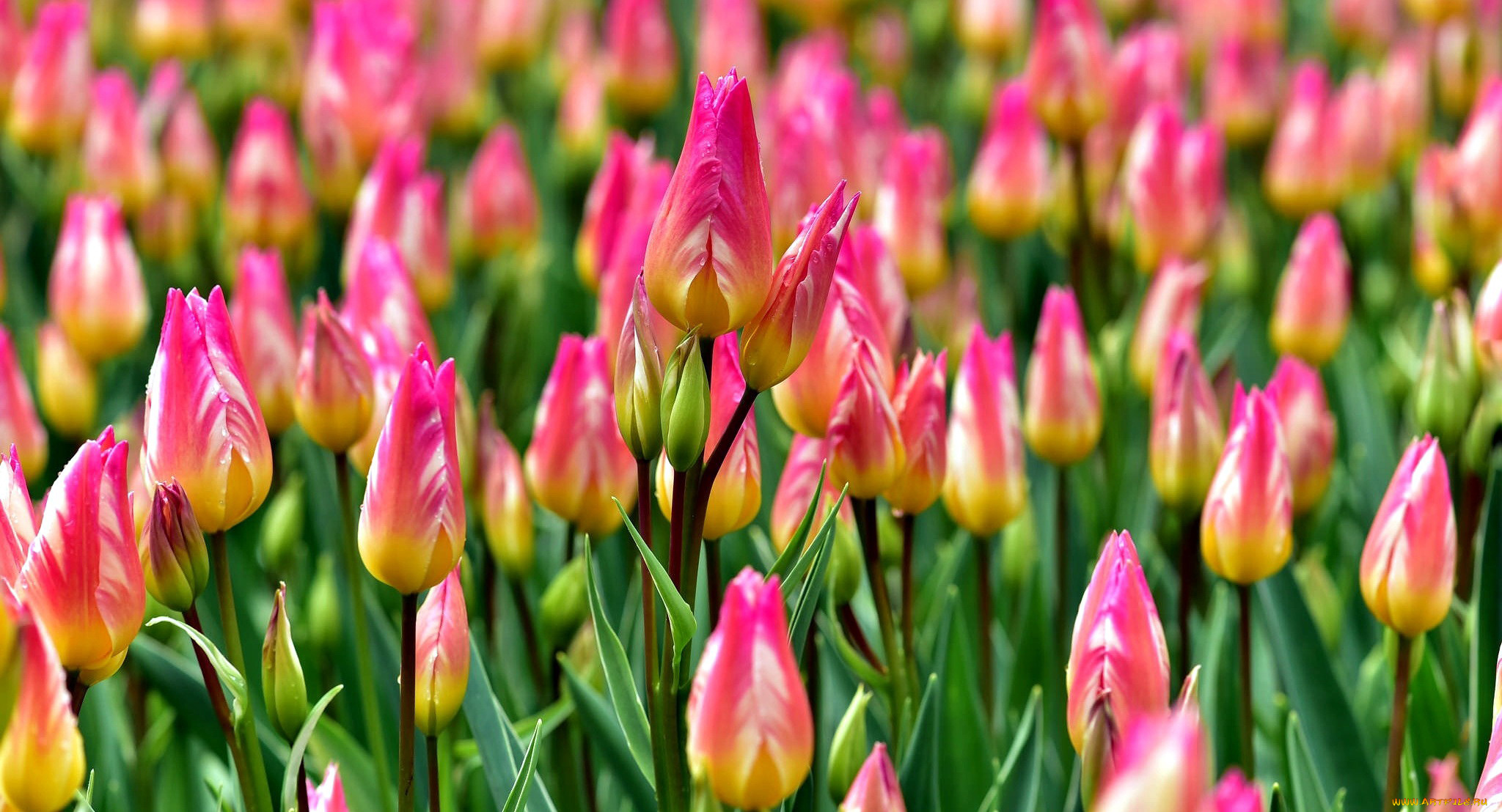 цветы, тюльпаны, бутоны