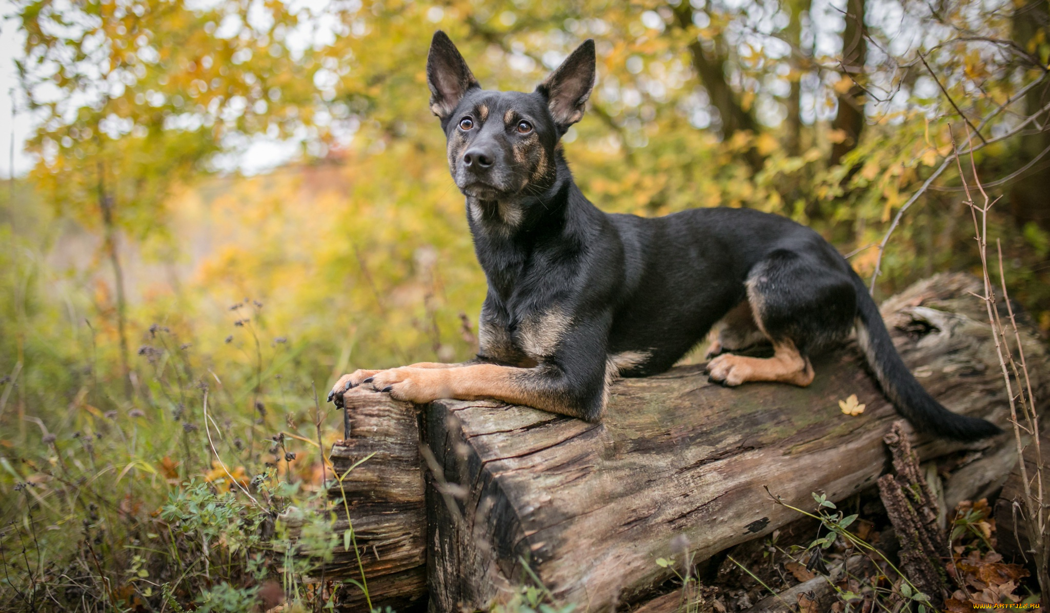 собака, животные, собаки