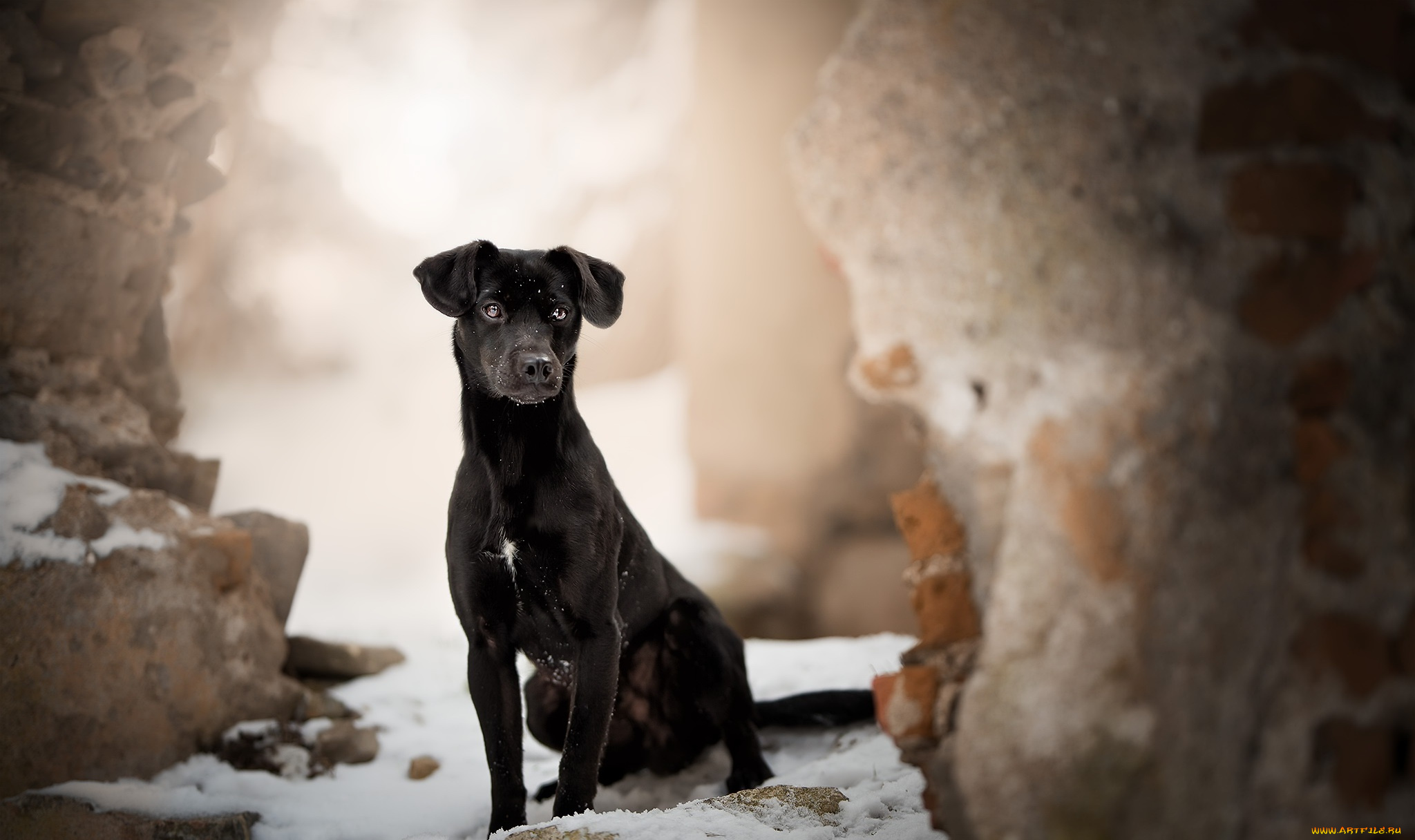 собака, животные, собаки