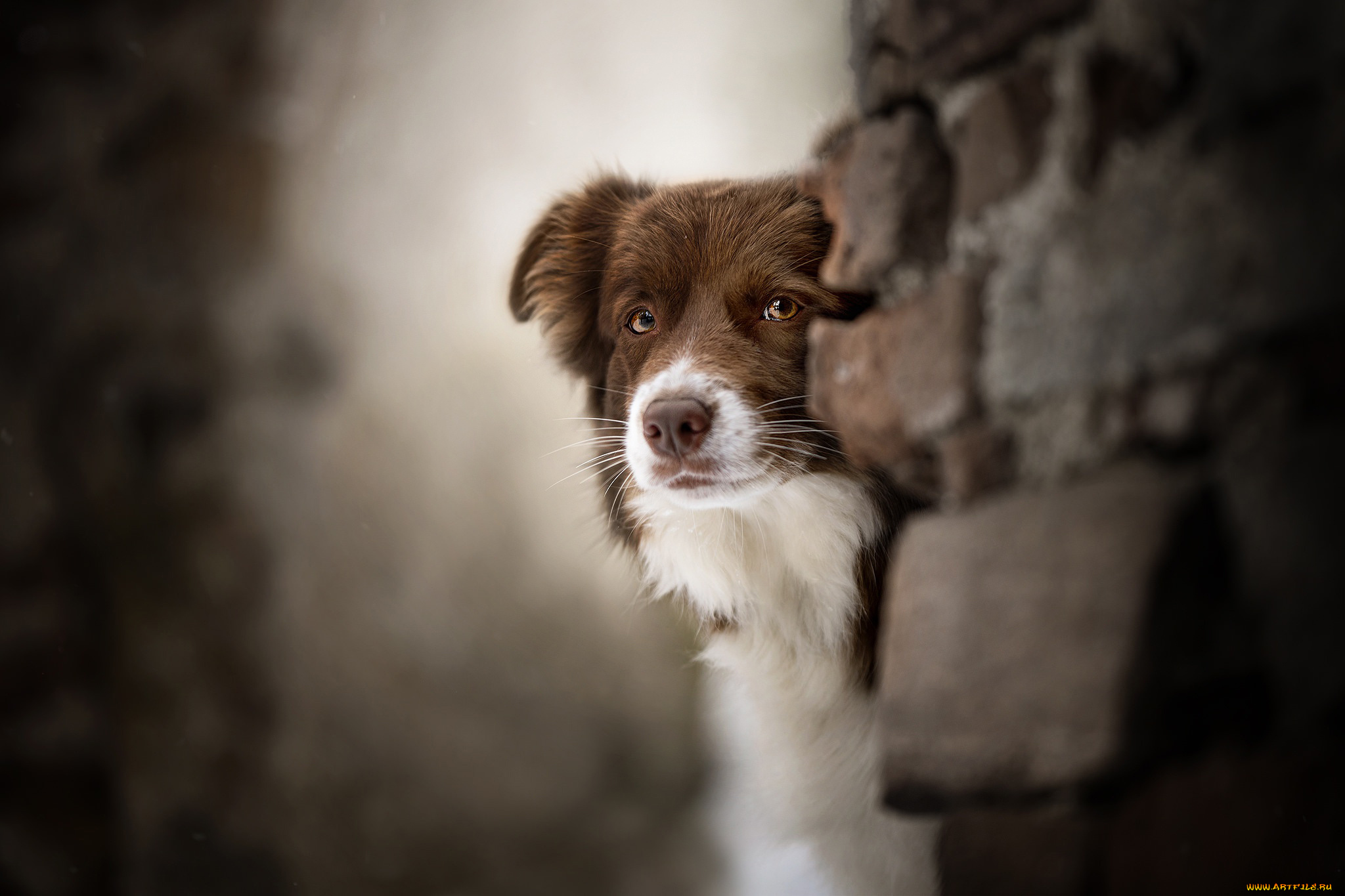 собака, животные, собаки