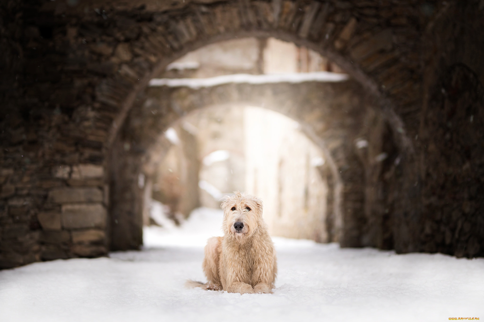 собака, животные, собаки