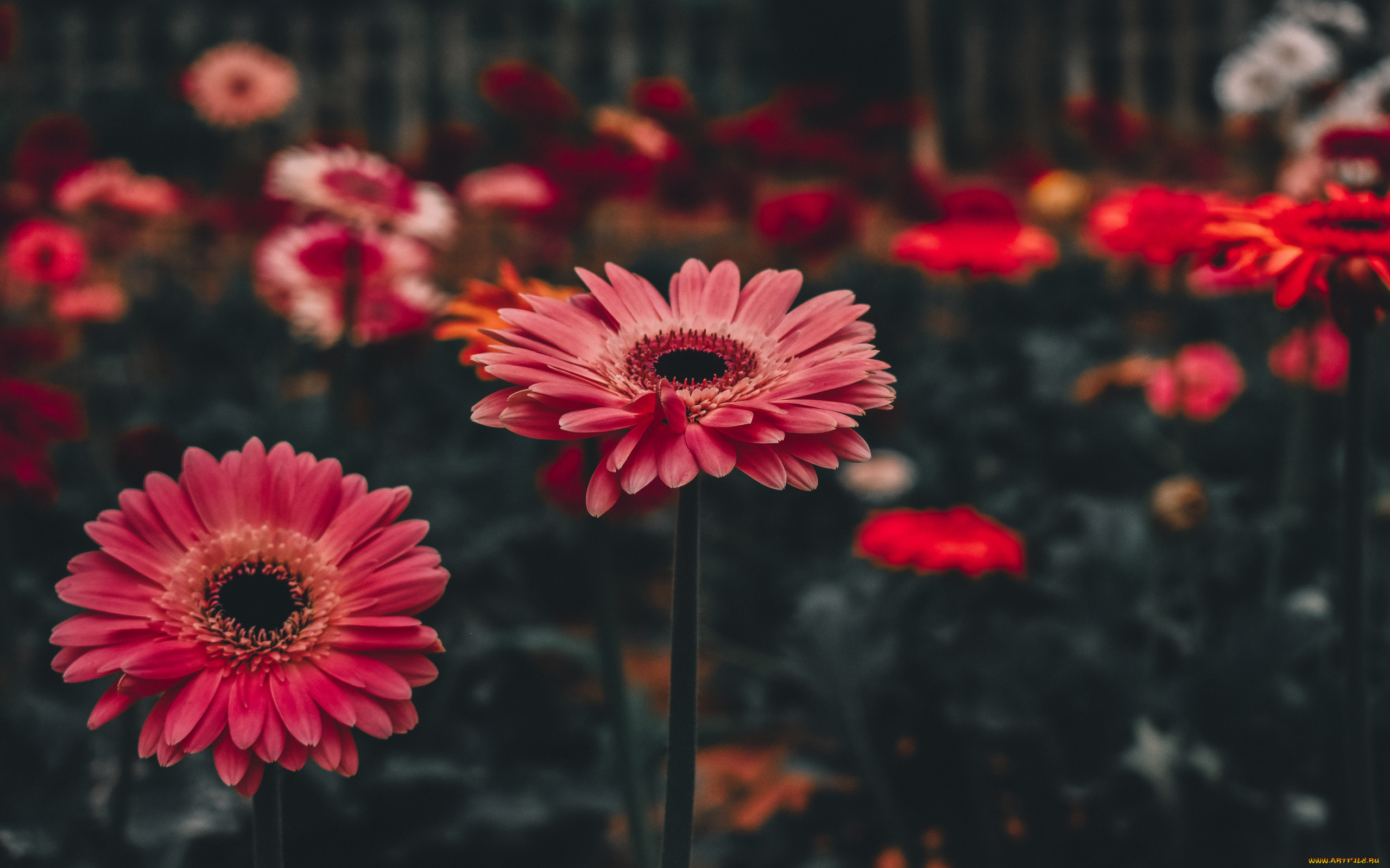 цветы, герберы, цветник