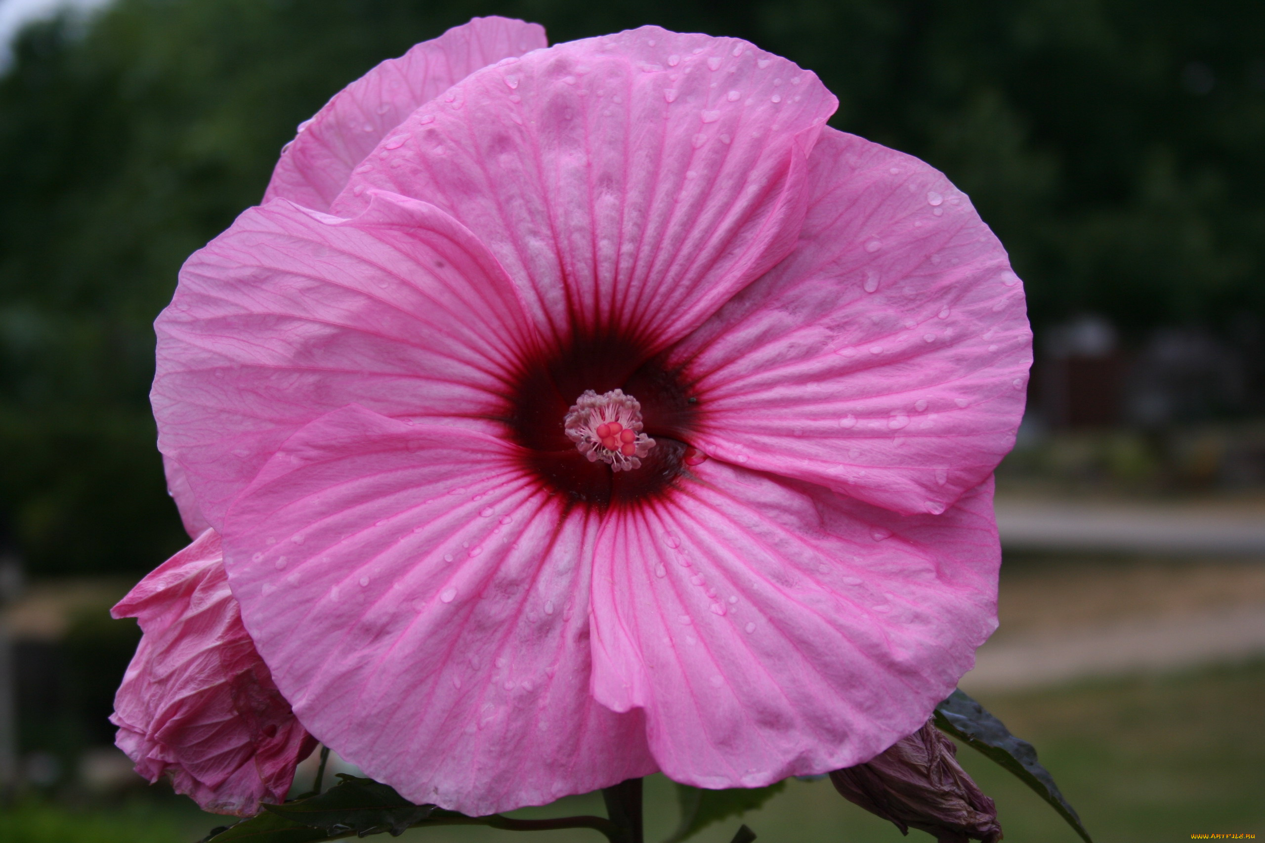 цветы, гибискусы, макро