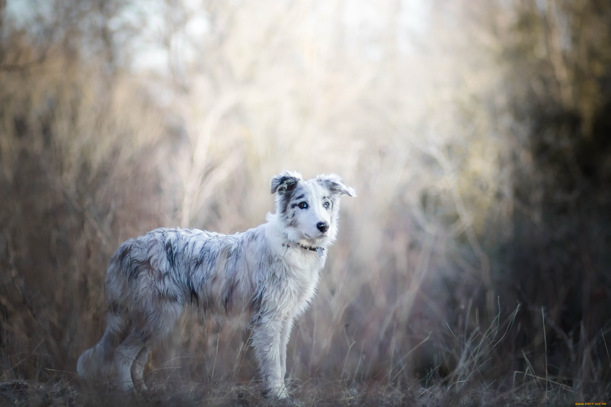 собака, животные, собаки