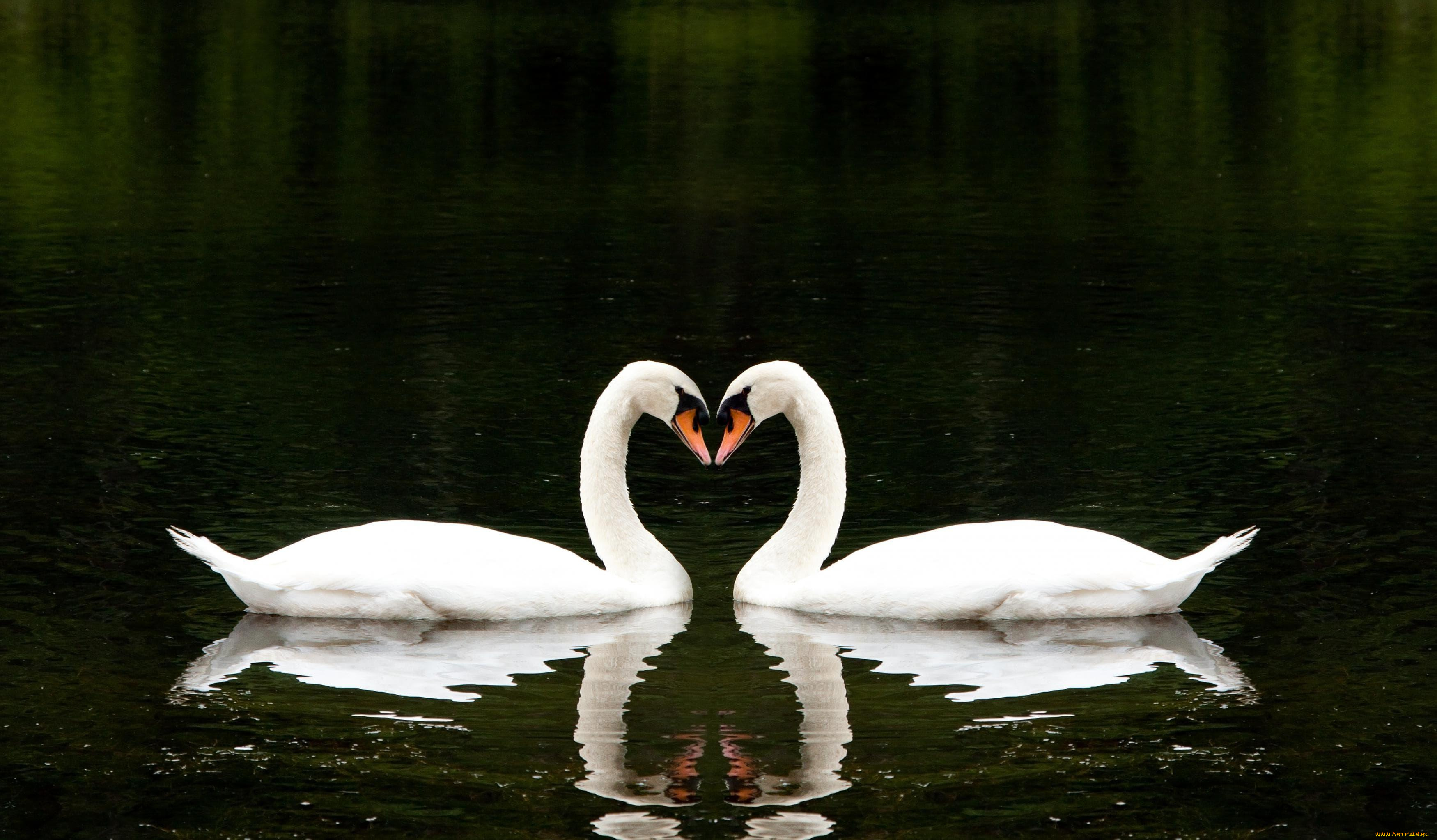 животные, лебеди, пара, белые, озеро