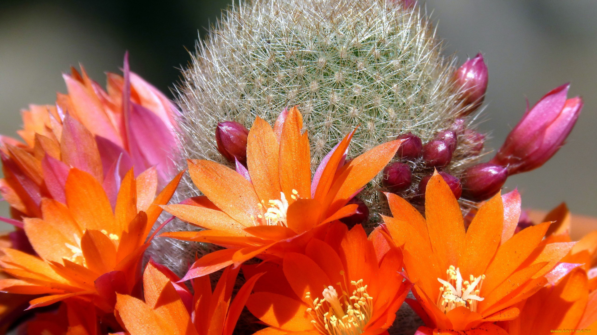 цветы, кактусы, оранжевый, иголки