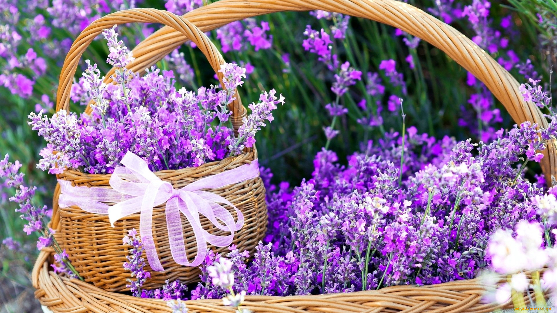 цветы, лаванда, лиловый