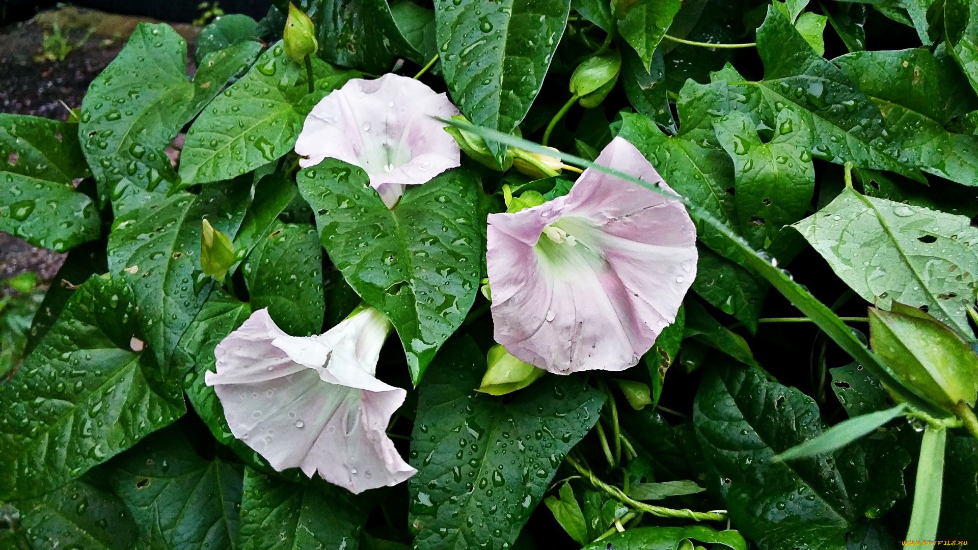 цветы, вьюнки, , ипомеи, ипомея, капли