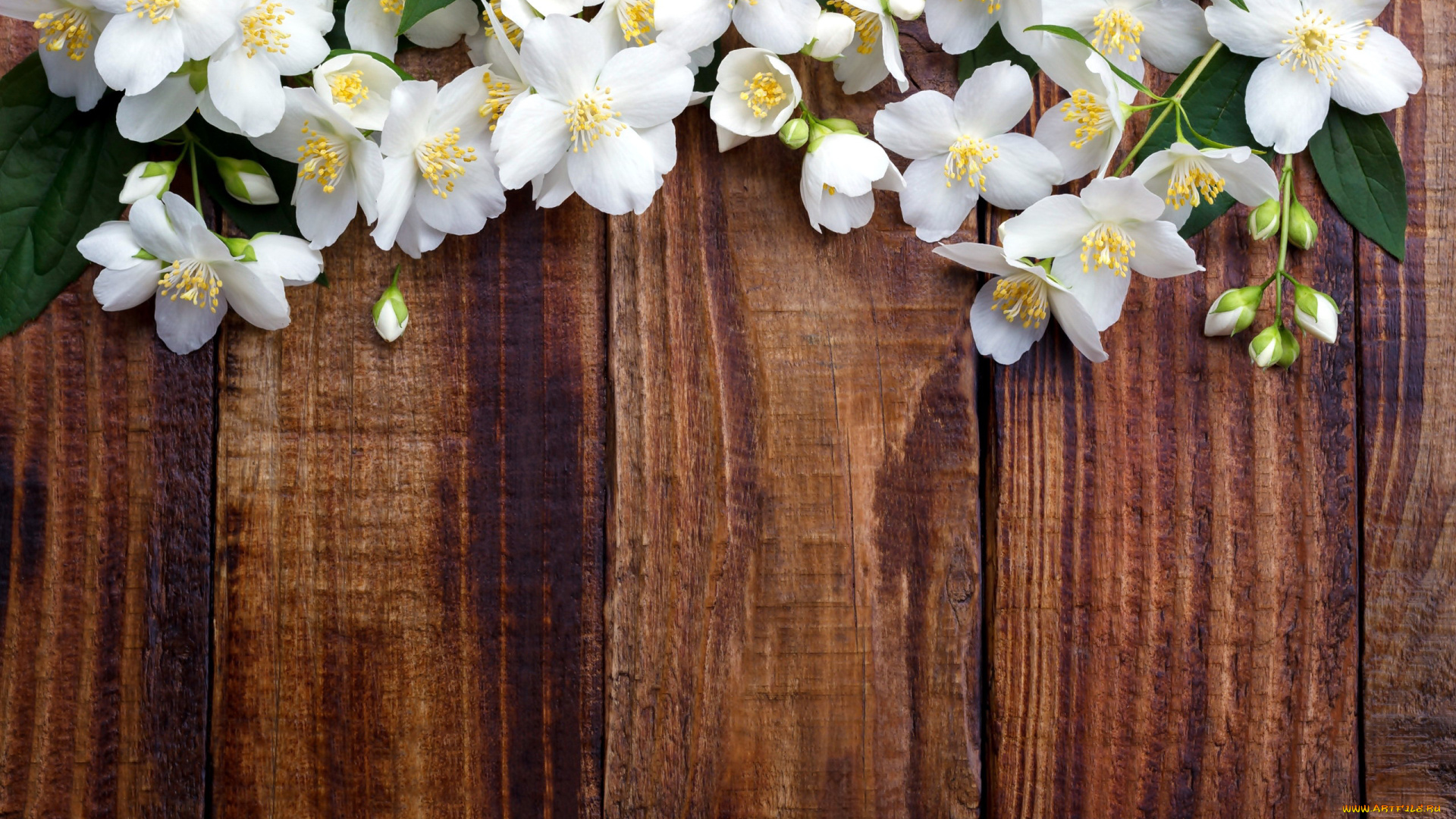 цветы, жасмин, белый