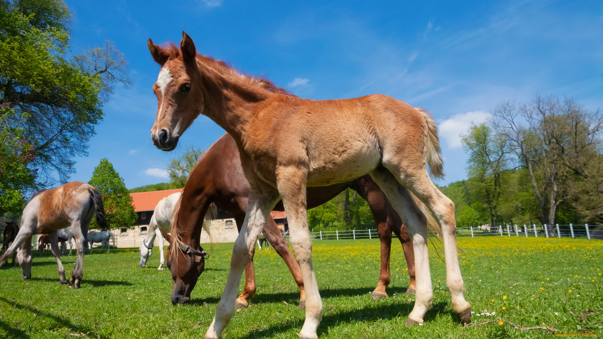 животные, акулы, белая, акула