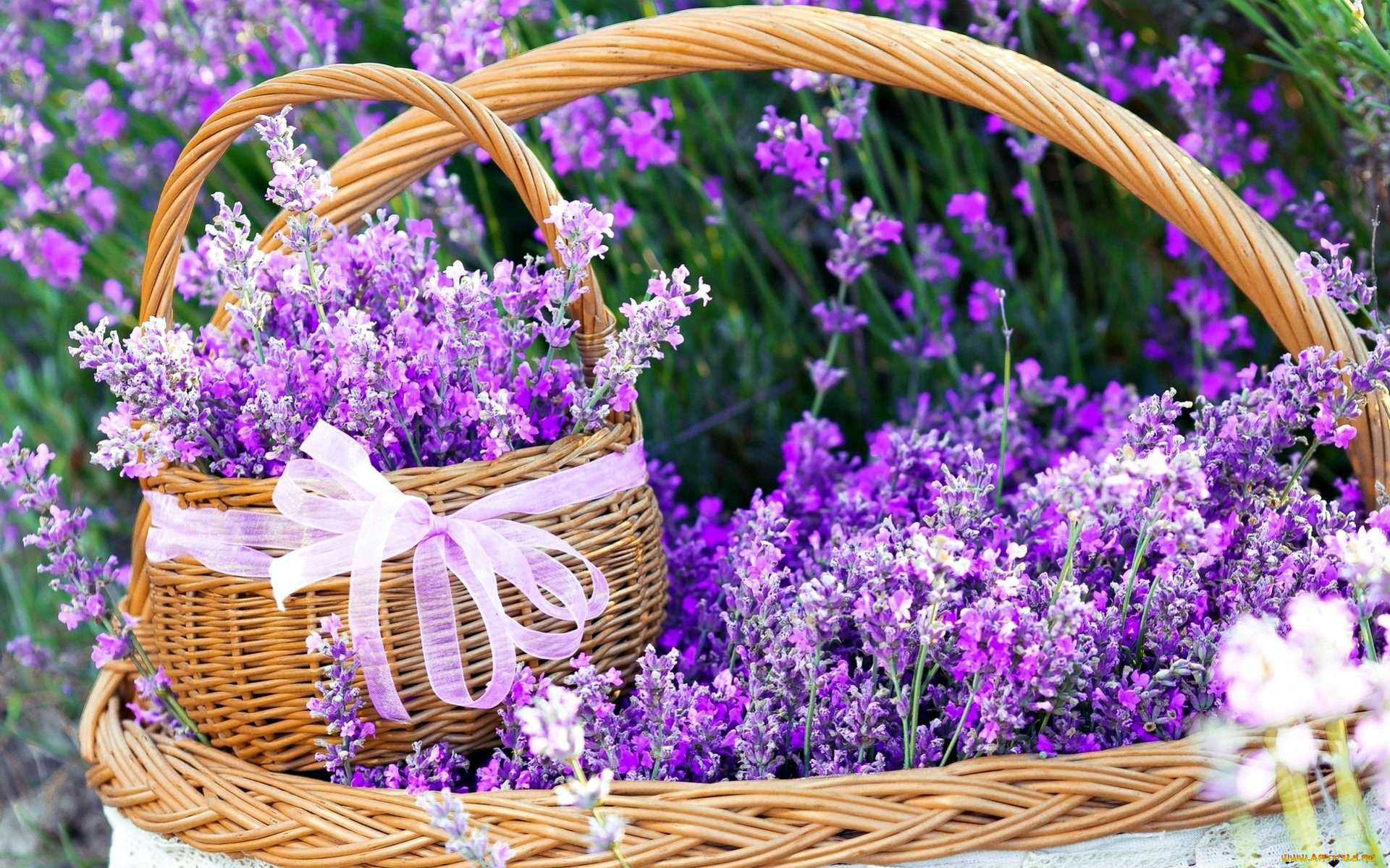 цветы, лаванда, лиловый