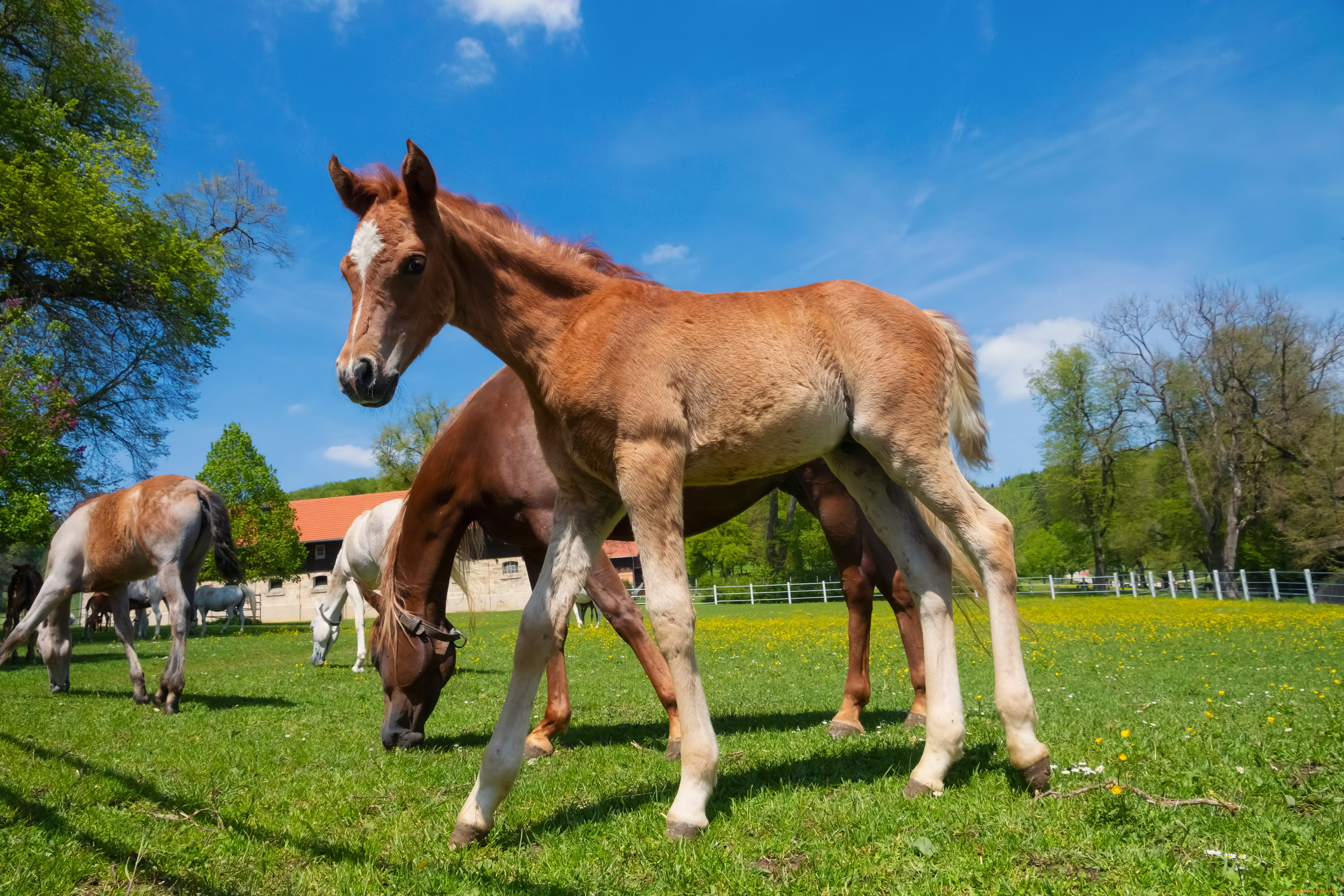 животные, акулы, белая, акула