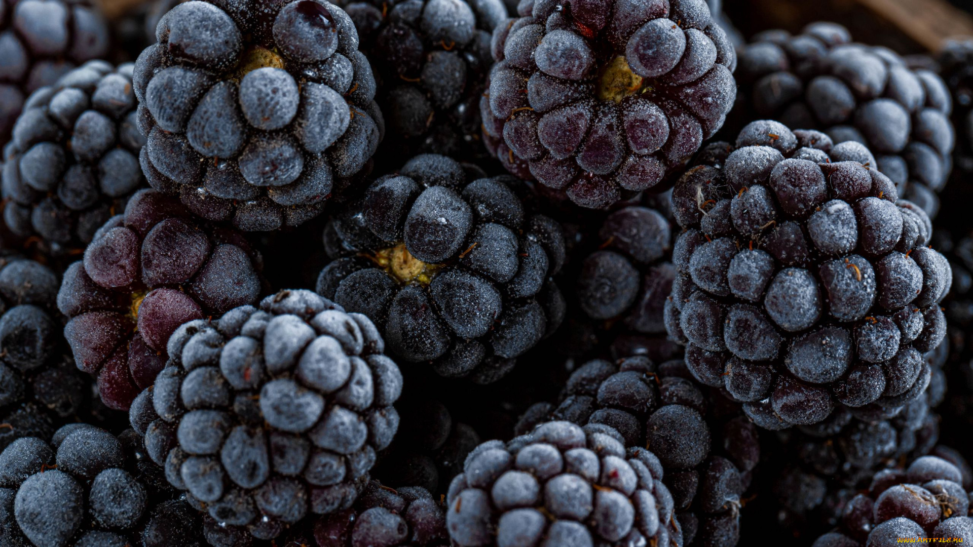 еда, ежевика, ягоды, макро