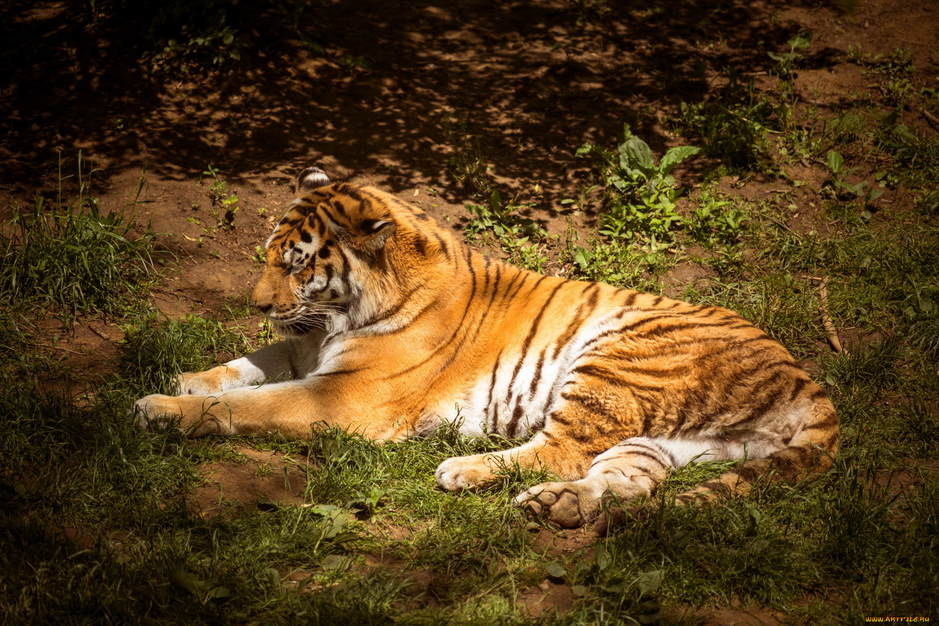 животные, тигры, тигр, хищник